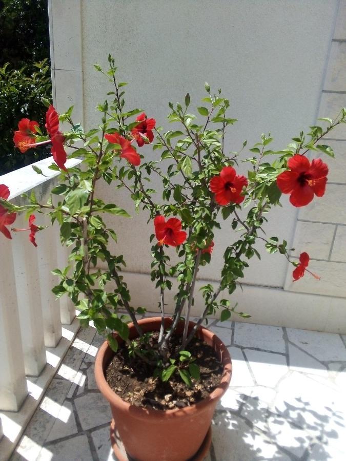 Apartman Hibiskus Bol