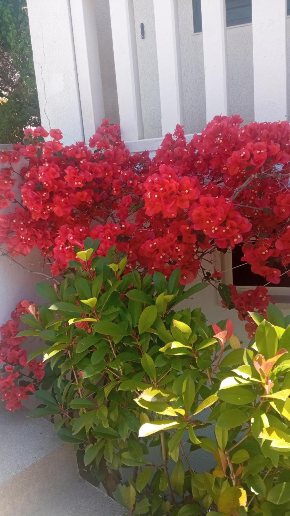 Apartman Hibiskus Bol