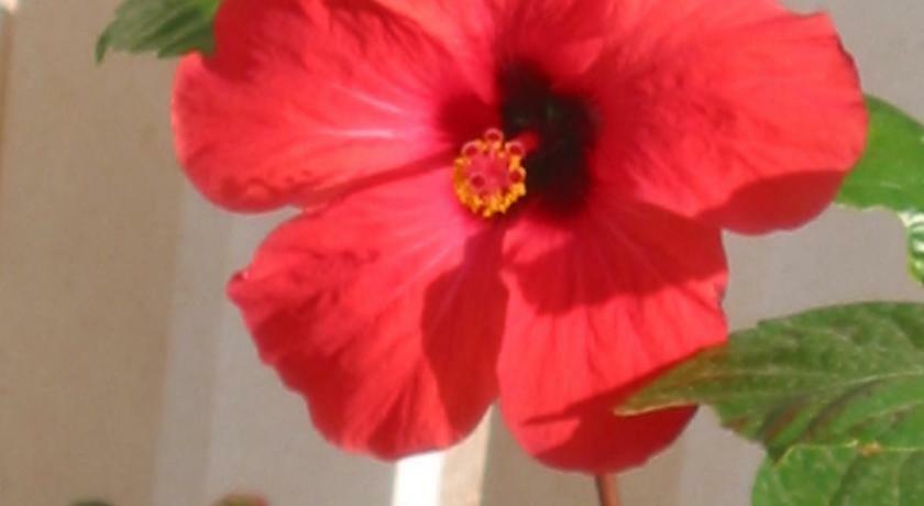 Hibiskus Apartman Bol